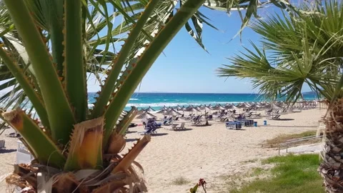 Palm leaves swaying in the wind on a sandy Mediterranean beach Stock Footage 220720120