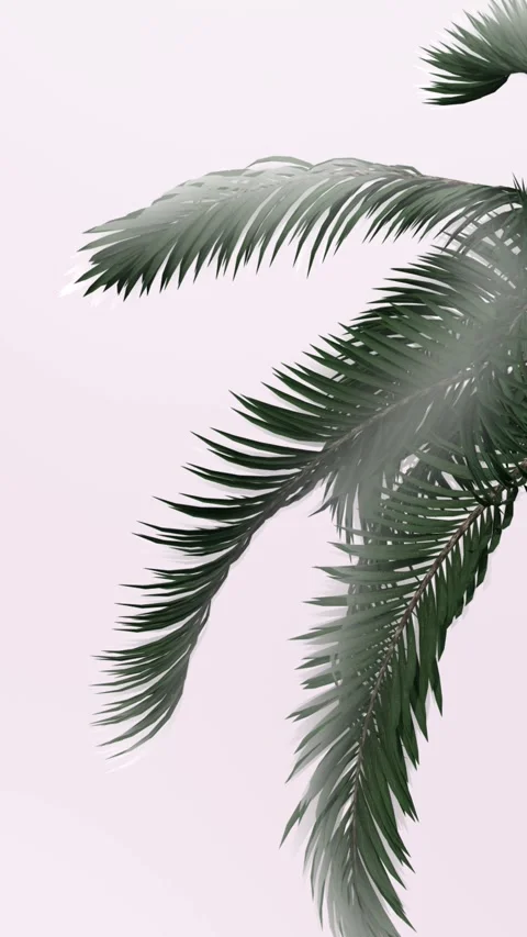 Palm leaves swaying in wind with soft white mist on light pink background, .. Stock Footage 341268623