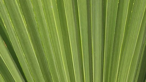 Palm leaves texture Stock Footage 77917172