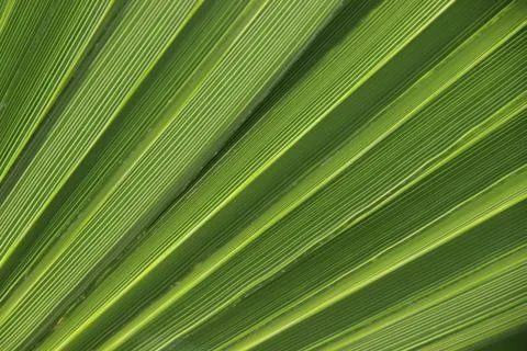 Palm leaves texture Stock Photos