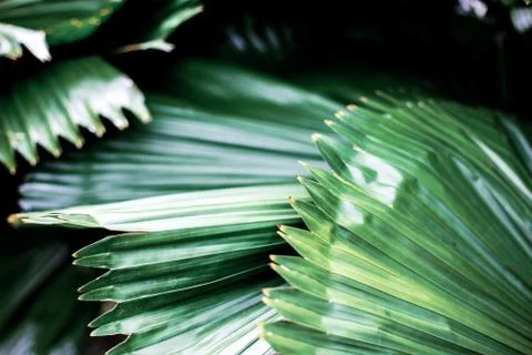 Palm leaves with texture. Stock Photos