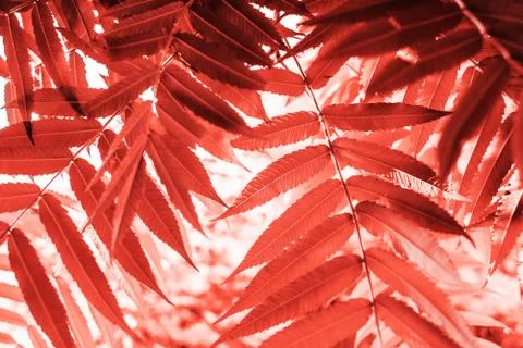 Palm leaves texture Stock Photos