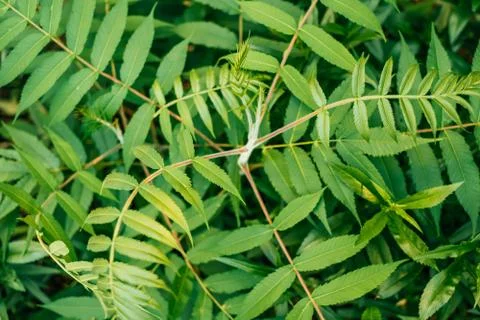 Palm leaves texture Stock Photos