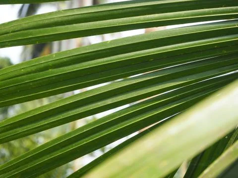 Palm leaves texture with shadow close up Stock Photos