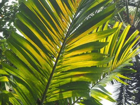 Palm leaves texture with shadow close up Stock Photos