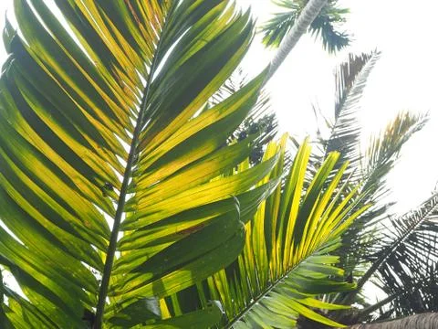 Palm leaves texture with shadow close up Foto stock