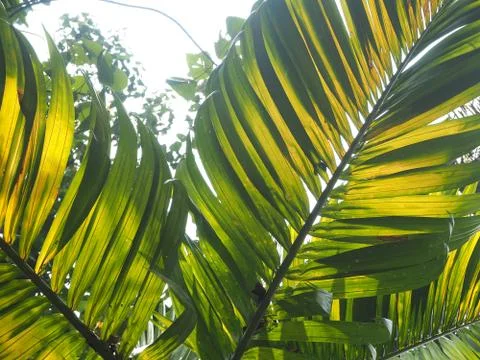 Palm leaves texture with shadow close up Stock Photos