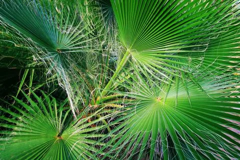 Palm leaves texture with shadow Stock Photos