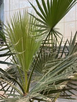 Palm leaves with textured patterns against a tiled wall background in a nat.. Stock Photos