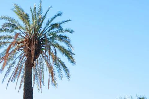 Palm leaves, tree top on background of blue sky. Nature and background for Stock Photos