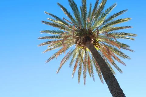 Palm leaves, tree top on background of blue sky. Nature and background for Stock Photos