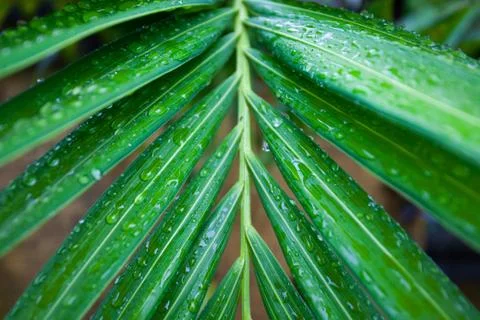 Palm leaves in the tropics after rain Stock Photos