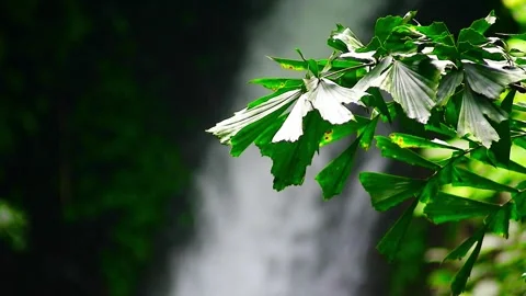 Palm Leaves with Waterfall Background Video stock 264479627