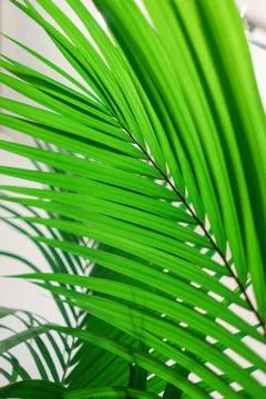 Palm leaves on a white background. Foto stock