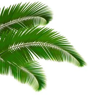 Palm leaves on white background. vector illustration. Stock Illustration