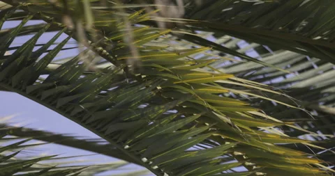 Palm leaves in the wind, close-up, 4K slomo Stock Footage 249734075