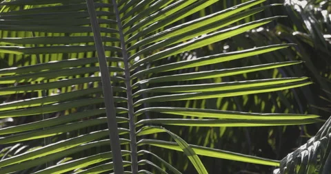 Palm leaves in the wind, close-up, 4K slomo Video stock 249735875