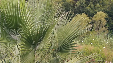 The palm leaves in the wind Stock Footage 40669667