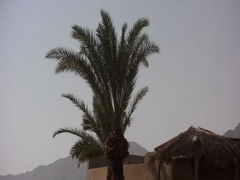 Palm leaves in the wind Stock Footage 71476448