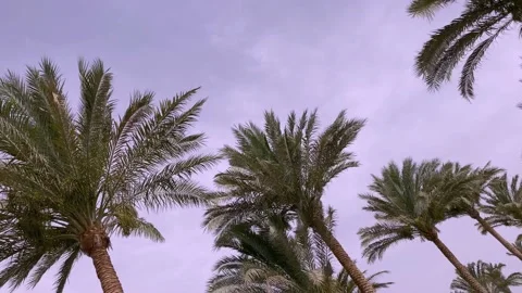 Palm line video background Stock Footage 195077296