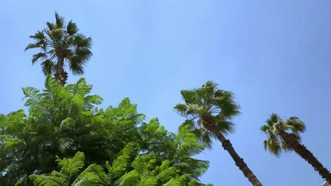 Palm line video background Stock Footage 195077315