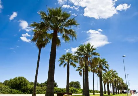 Palm-lined 1 Stock Photos