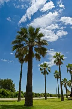 Palm-lined 2 Stock Photos