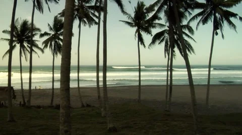 Palm lined beach Stock Footage 952232