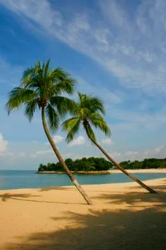 Palm Lined Beach Stock Photos