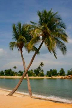 Palm Lined Beach Stock Photos