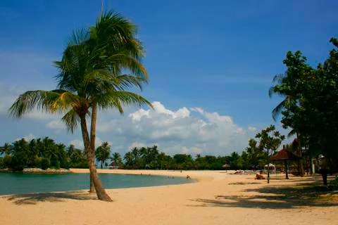 Palm Lined Beach Stock Photos