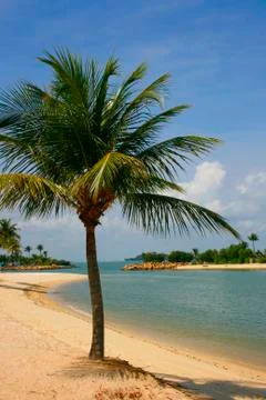 Palm Lined Beach Stock Photos