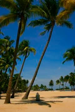 Palm Lined Beach Stock Photos