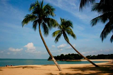 Palm Lined Beach Stock Photos