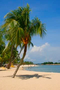 Palm Lined Beach Stock Photos