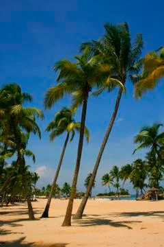 Palm Lined Beach Stock Photos