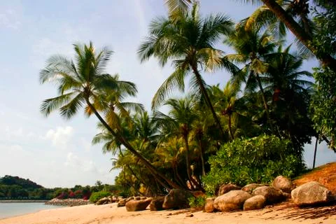 Palm Lined Beach Stock Photos