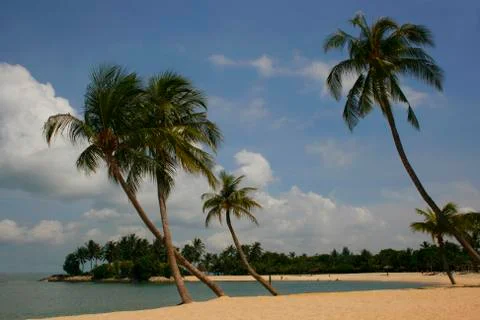 Palm Lined Beach Stock Photos