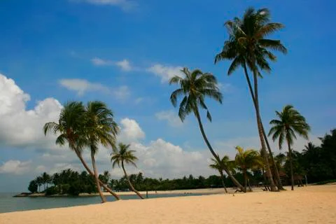 Palm Lined Beach Foto stock