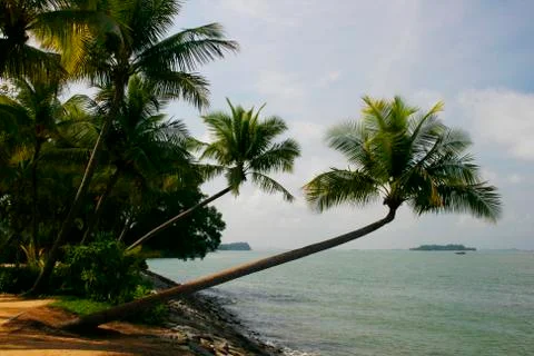 Palm Lined Beach Stock-Fotos