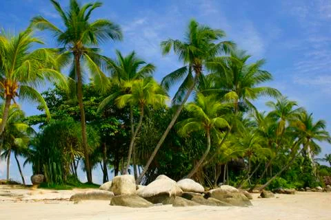 Palm Lined Beach Stock Photos