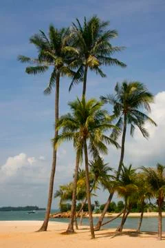 Palm Lined Beach Stock Photos