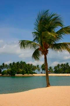 Palm Lined Beach Stock Photos