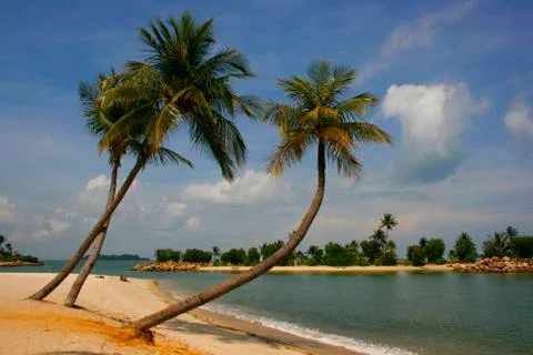 Palm Lined Beach Stock Photos