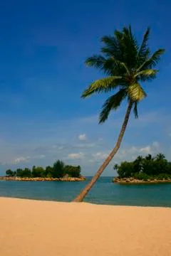 Palm Lined Beach Stock Photos