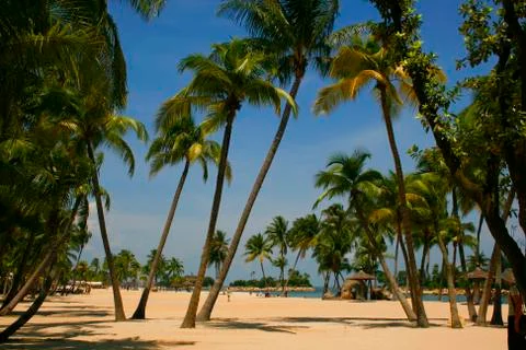 Palm Lined Beach Stock Photos