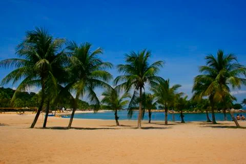 Palm Lined Beach Stock Photos