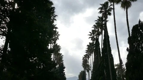 Palm-lined boulevard in Ramsar, Iran, leading toward the mountains Stock Footage 318194464