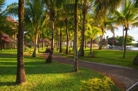 Palm-lined path at Tamassa Bel Ombre resort in Mauritius 写真素材