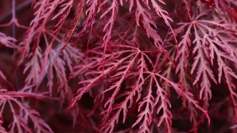 Palm maple "Dissectum Garnet" close-up. Purple plant background. Stock Footage 241925329